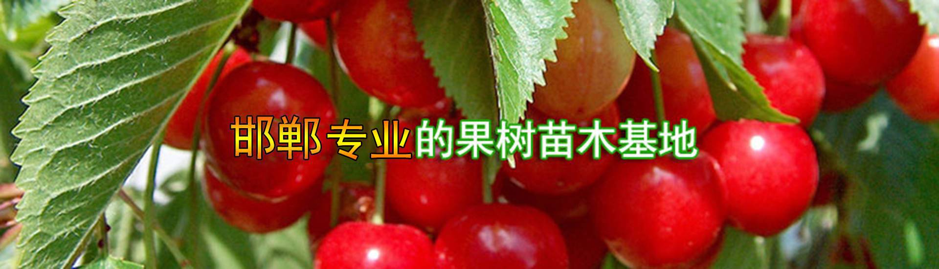 果樹(shù)苗新品種