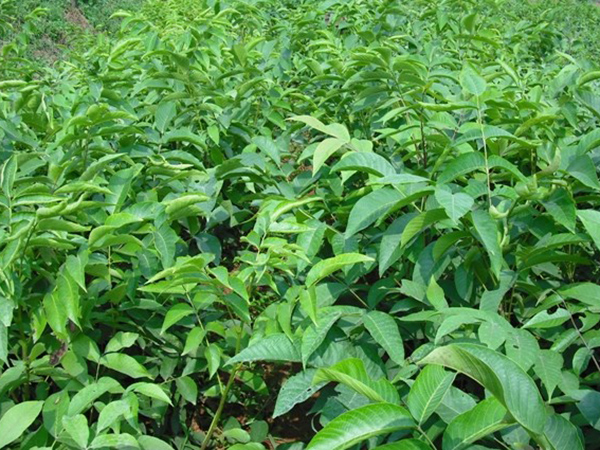 邯鄲峰峰王先生