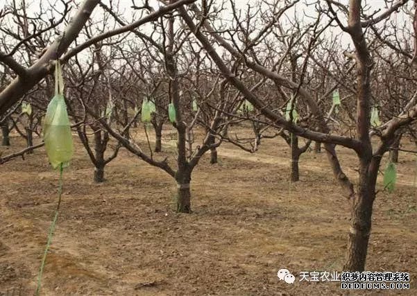 果樹(shù)掛袋打點(diǎn)滴