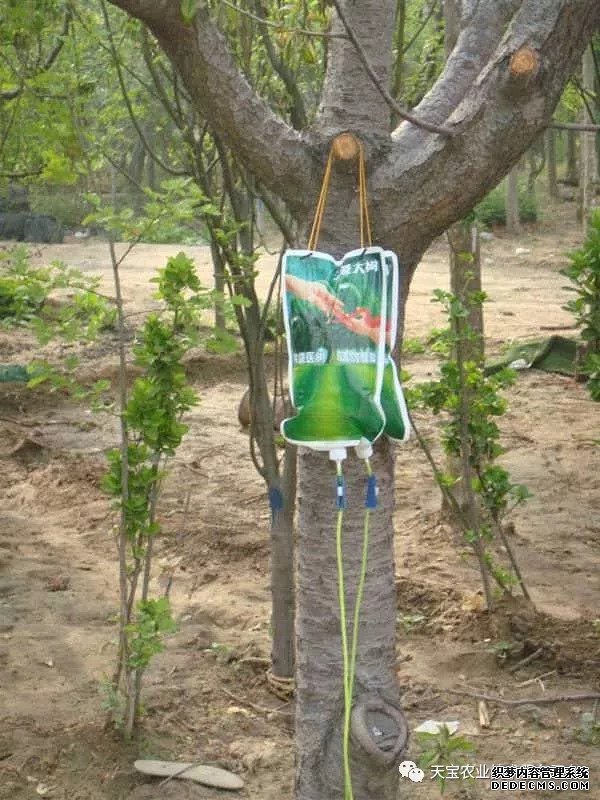 果樹(shù)掛袋打點(diǎn)滴