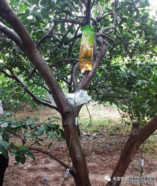 果樹(shù)掛袋打點(diǎn)滴