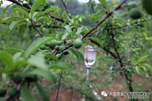 果樹(shù)掛袋打點(diǎn)滴