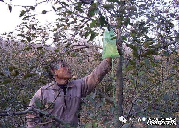 果樹(shù)掛袋打點(diǎn)滴