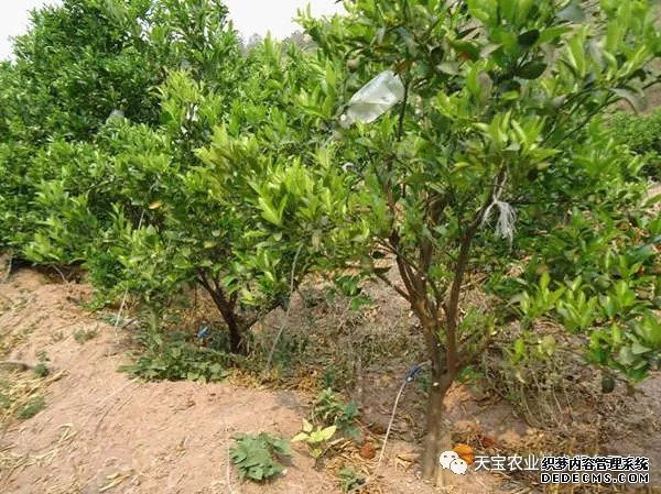 果樹(shù)掛袋打點(diǎn)滴