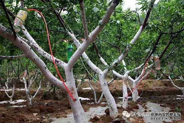果樹(shù)掛袋打點(diǎn)滴