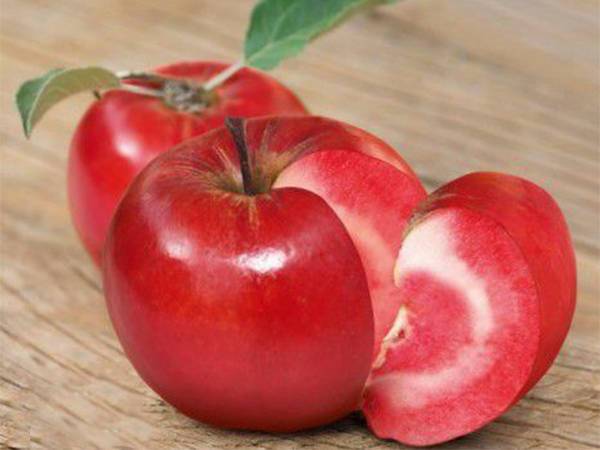 紅肉蘋(píng)果苗
