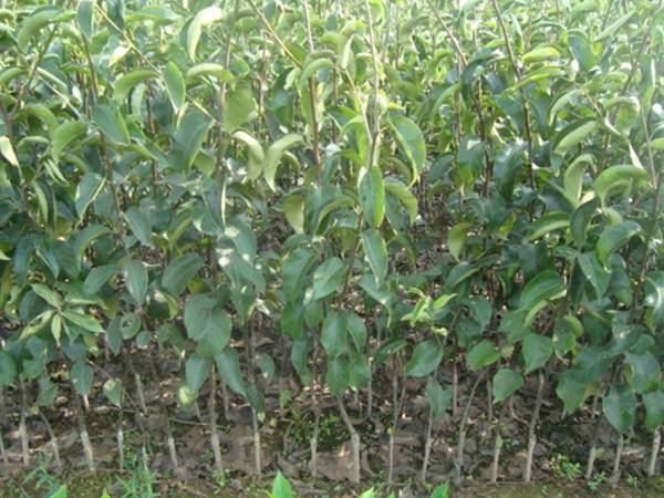 黃金梨樹(shù)苗