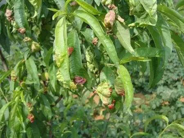 桃樹縮葉病發(fā)圖