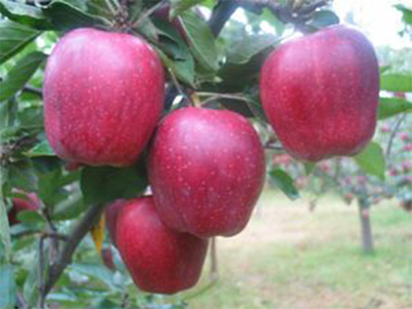 新紅星蘋(píng)果苗