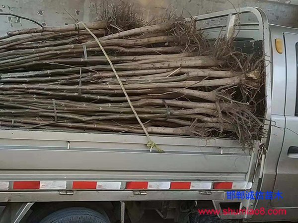 核桃苗裝車發(fā)貨