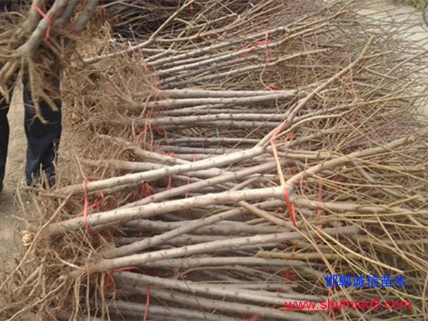 果樹(shù)苗剪枝