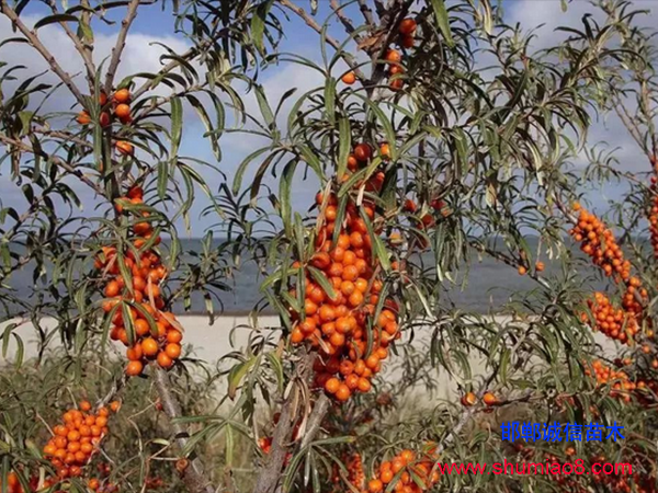 沙棘