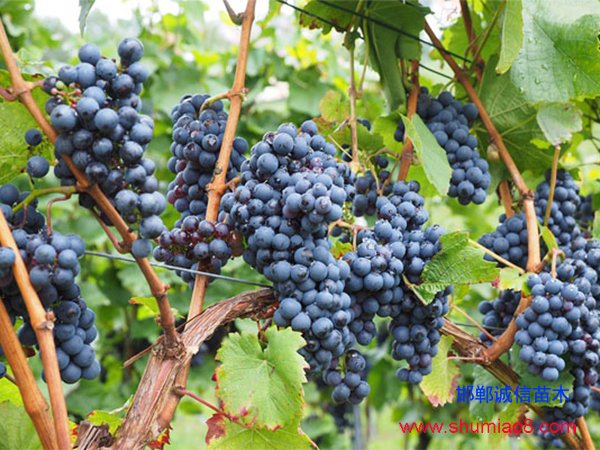 葡萄樹(shù)