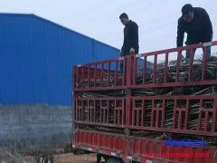 邯鄲核桃苗：1-3公分核桃樹(shù)苗供應(yīng)有嫁接好的