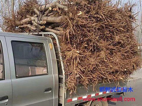 現(xiàn)挖桃樹苗裝車送貨