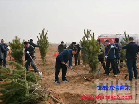 邯鄲市領(lǐng)導(dǎo)班子義務(wù)植樹