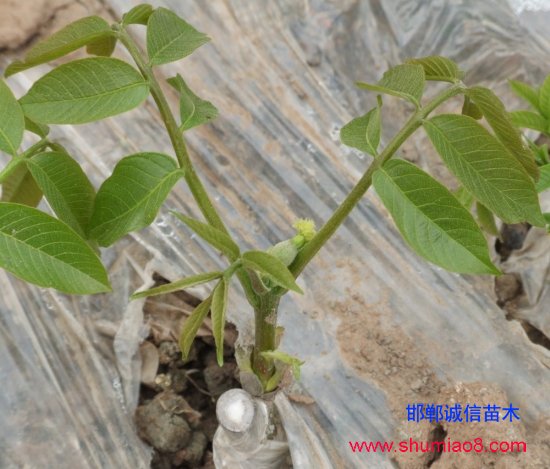 核桃的幼苗芽接技術(shù)