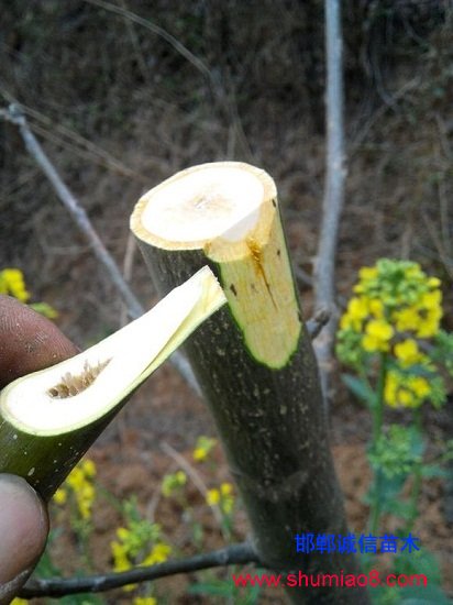核桃的大樹枝接換頭嫁接技術(shù)