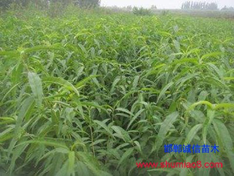 桃樹(shù)苗栽培