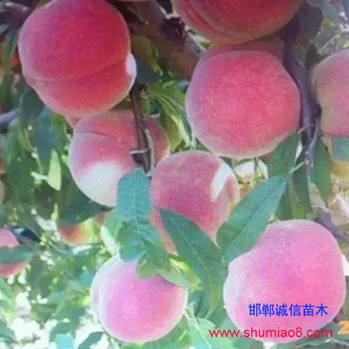 什么樣的桃苗是優(yōu)質(zhì)桃苗？桃子種類日漸多樣化，咱們種哪個？