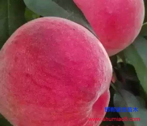 什么樣的桃苗是優(yōu)質(zhì)桃苗？桃子種類日漸多樣化，咱們種哪個？