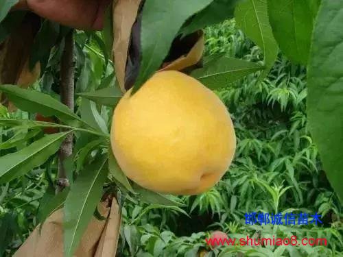 什么樣的桃苗是優(yōu)質(zhì)桃苗？桃子種類日漸多樣化，咱們種哪個？