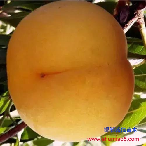 什么樣的桃苗是優(yōu)質(zhì)桃苗？桃子種類日漸多樣化，咱們種哪個？