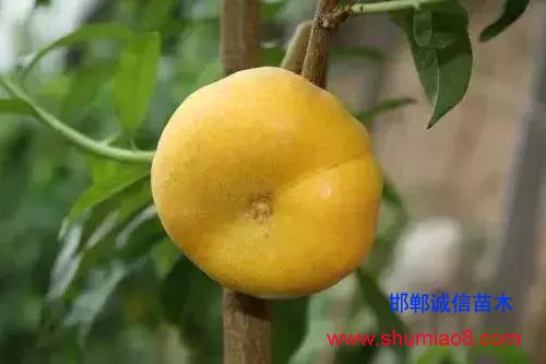 什么樣的桃苗是優(yōu)質(zhì)桃苗？桃子種類日漸多樣化，咱們種哪個？