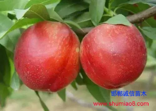 什么樣的桃苗是優(yōu)質(zhì)桃苗？桃子種類日漸多樣化，咱們種哪個？