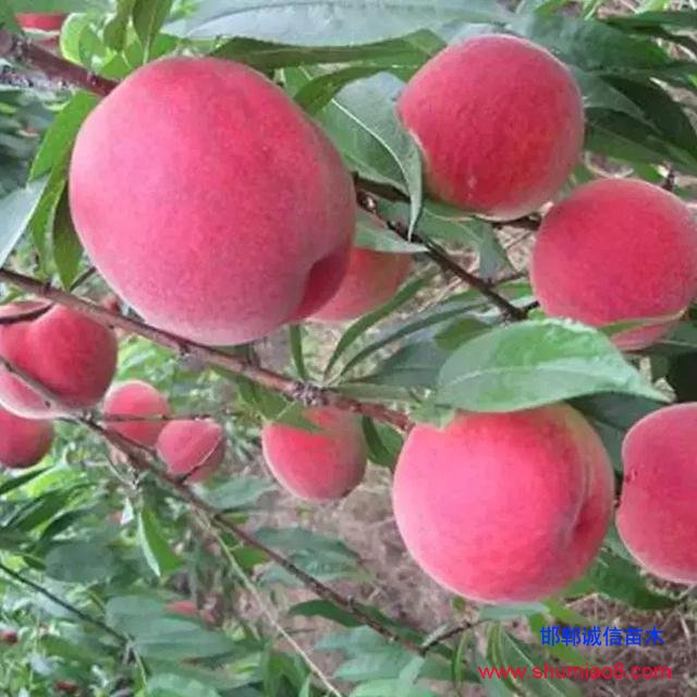 什么樣的桃苗是優(yōu)質(zhì)桃苗？桃子種類日漸多樣化，咱們種哪個？