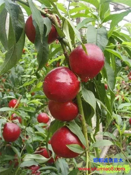 什么樣的桃苗是優(yōu)質(zhì)桃苗？桃子種類日漸多樣化，咱們種哪個？