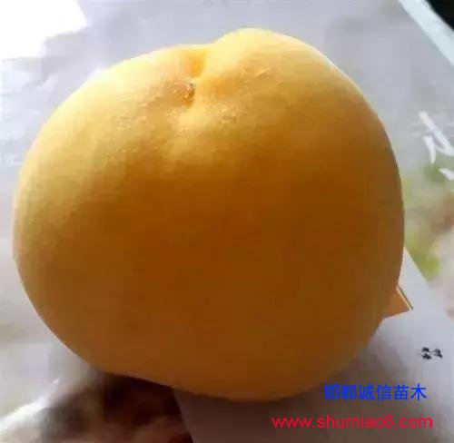 什么樣的桃苗是優(yōu)質(zhì)桃苗？桃子種類日漸多樣化，咱們種哪個？