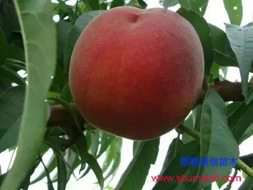 什么樣的桃苗是優(yōu)質(zhì)桃苗？桃子種類日漸多樣化，咱們種哪個？