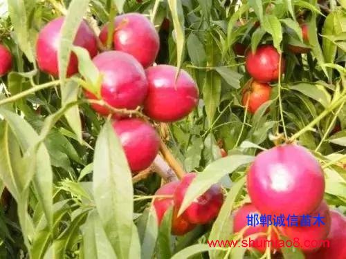 什么樣的桃苗是優(yōu)質(zhì)桃苗？桃子種類日漸多樣化，咱們種哪個？