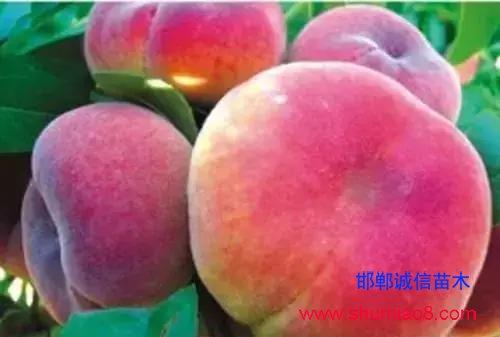 什么樣的桃苗是優(yōu)質(zhì)桃苗？桃子種類日漸多樣化，咱們種哪個？