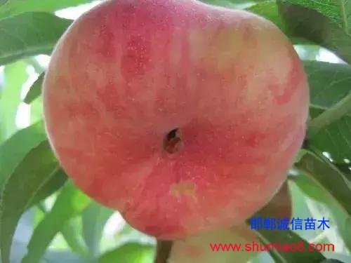 什么樣的桃苗是優(yōu)質(zhì)桃苗？桃子種類日漸多樣化，咱們種哪個？