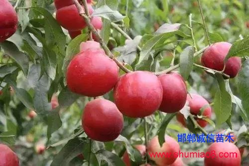 什么樣的桃苗是優(yōu)質(zhì)桃苗？桃子種類日漸多樣化，咱們種哪個？