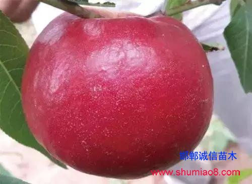 什么樣的桃苗是優(yōu)質(zhì)桃苗？桃子種類日漸多樣化，咱們種哪個？