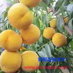 什么樣的桃苗是優(yōu)質(zhì)桃苗？桃子種類日漸多樣化，咱們種哪個？