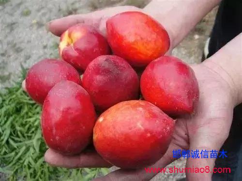 什么樣的桃苗是優(yōu)質(zhì)桃苗？桃子種類日漸多樣化，咱們種哪個？