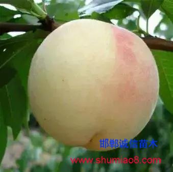 什么樣的桃苗是優(yōu)質(zhì)桃苗？桃子種類日漸多樣化，咱們種哪個？