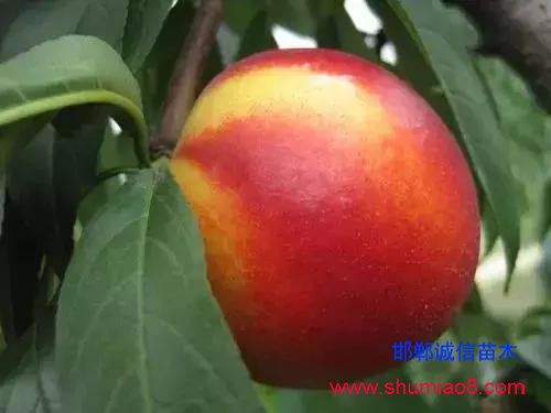 什么樣的桃苗是優(yōu)質(zhì)桃苗？桃子種類日漸多樣化，咱們種哪個？