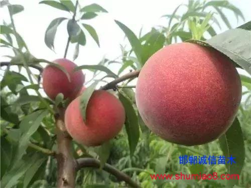 什么樣的桃苗是優(yōu)質(zhì)桃苗？桃子種類日漸多樣化，咱們種哪個？