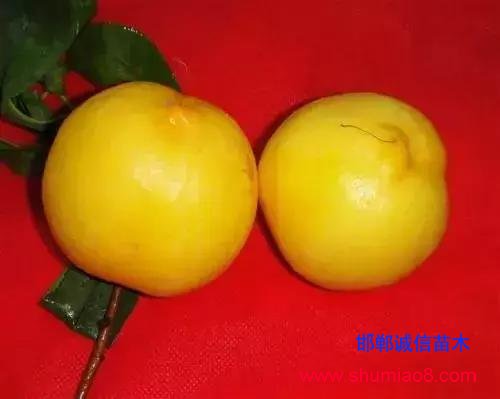 什么樣的桃苗是優(yōu)質(zhì)桃苗？桃子種類日漸多樣化，咱們種哪個？