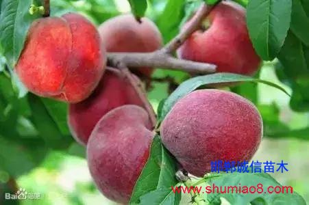 什么樣的桃苗是優(yōu)質(zhì)桃苗？桃子種類日漸多樣化，咱們種哪個？