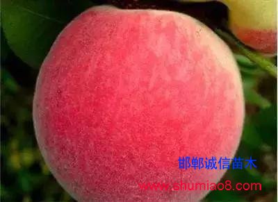 什么樣的桃苗是優(yōu)質(zhì)桃苗？桃子種類日漸多樣化，咱們種哪個？