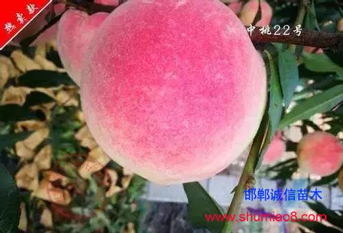 什么樣的桃苗是優(yōu)質(zhì)桃苗？桃子種類日漸多樣化，咱們種哪個？