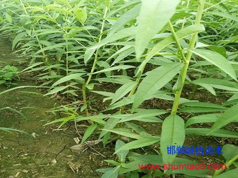 桃樹苗培養(yǎng)