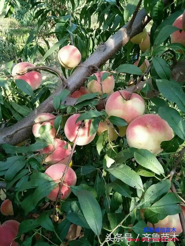 桃樹(shù)根接—桃樹(shù)接苗快速直接定植技術(shù)，果農(nóng)朋友你不想試一下嗎？