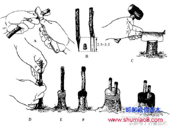 桃樹(shù)根接—桃樹(shù)接苗快速直接定植技術(shù)，果農(nóng)朋友你不想試一下嗎？